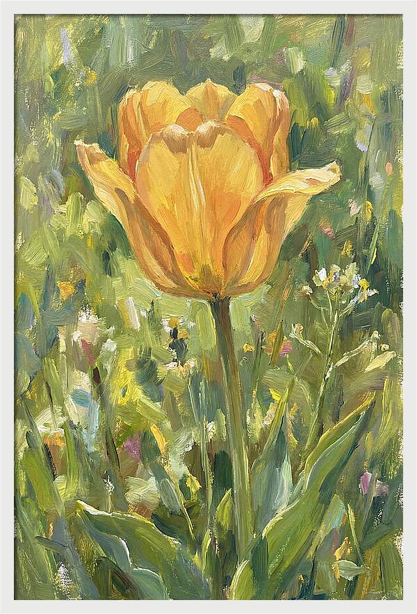 Yellow Tulip In Bloom