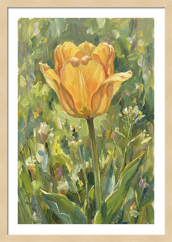 Yellow Tulip In Bloom