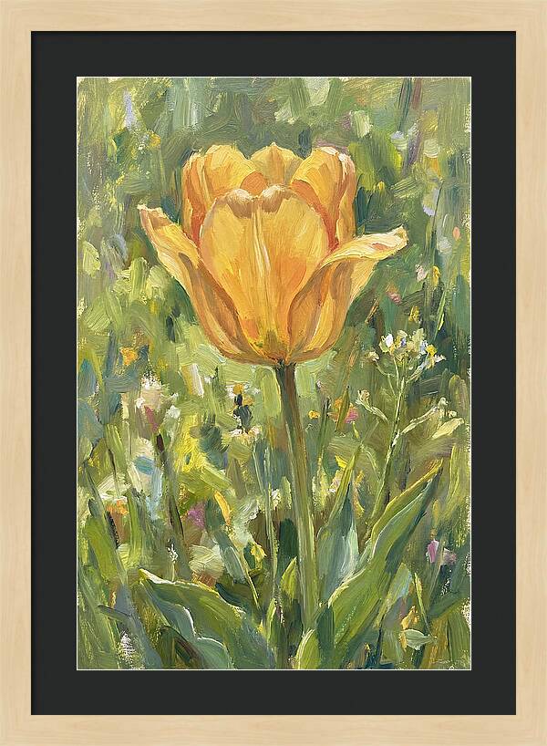 Yellow Tulip In Bloom