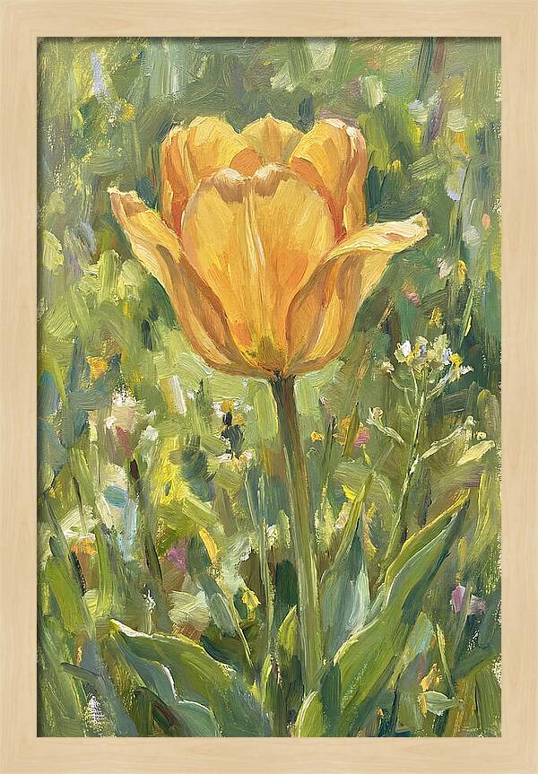 Yellow Tulip In Bloom