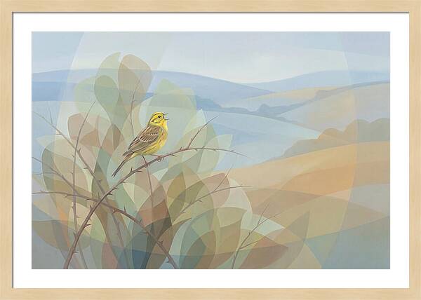 Yellowhammer Singing From Bush Top