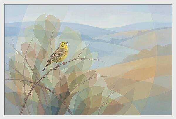 Yellowhammer Singing From Bush Top