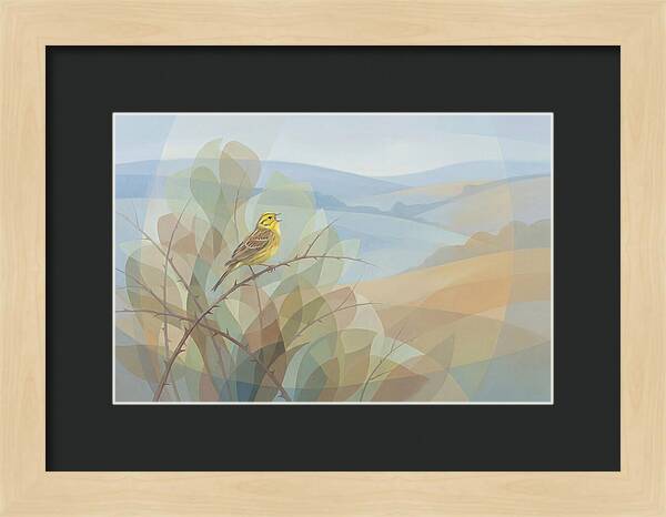 Yellowhammer Singing From Bush Top