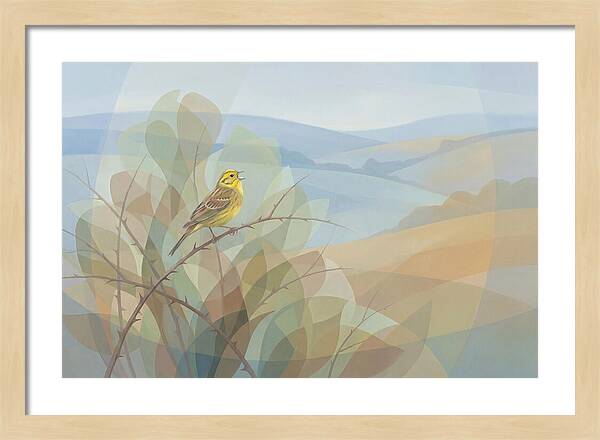 Yellowhammer Singing From Bush Top