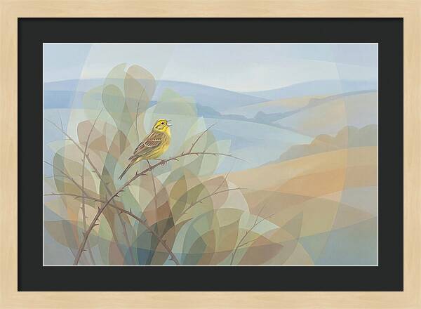 Yellowhammer Singing From Bush Top