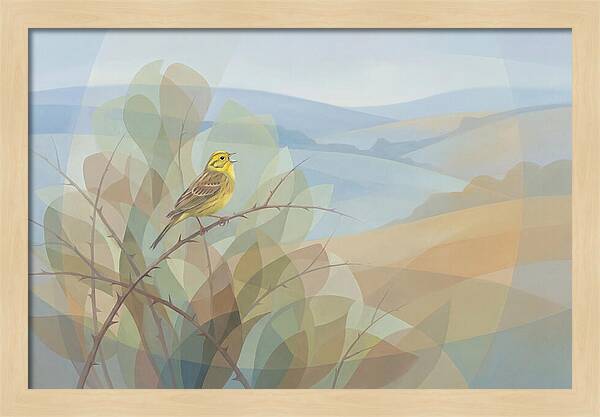 Yellowhammer Singing From Bush Top