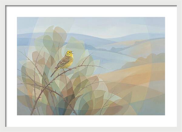 Yellowhammer Singing From Bush Top