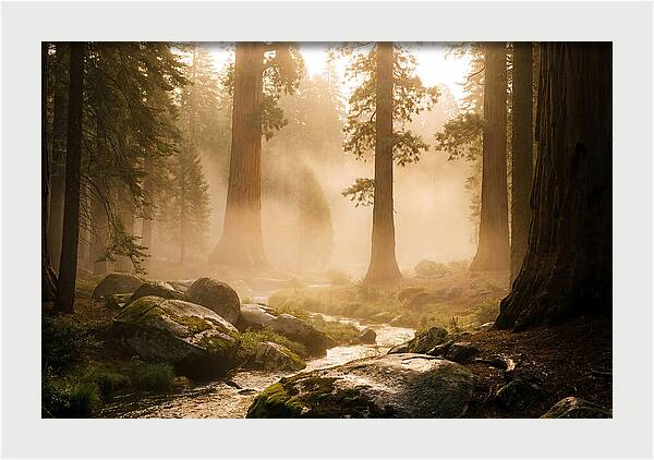 Yosemite Valley Dawn Fog