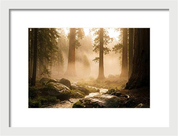 Yosemite Valley Dawn Fog