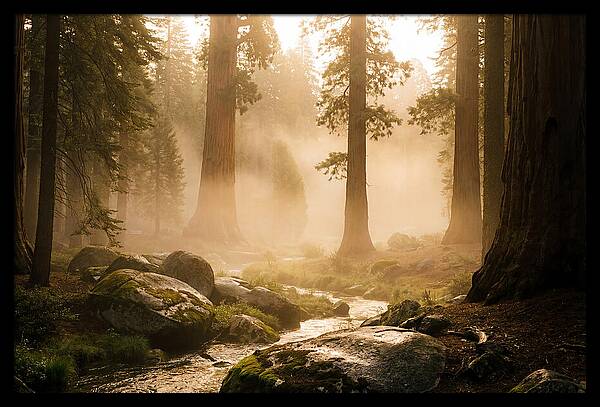 Yosemite Valley Dawn Fog