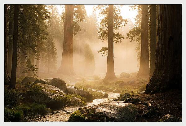 Yosemite Valley Dawn Fog