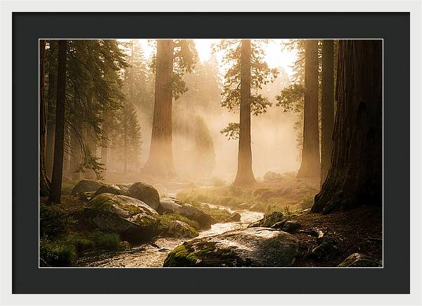 Yosemite Valley Dawn Fog
