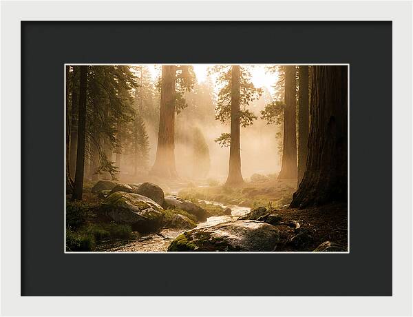 Yosemite Valley Dawn Fog