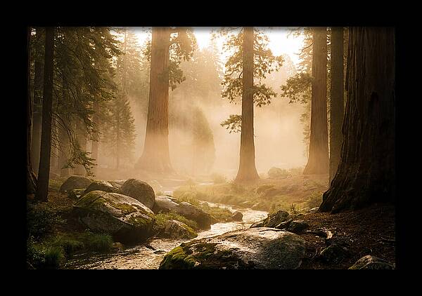 Yosemite Valley Dawn Fog