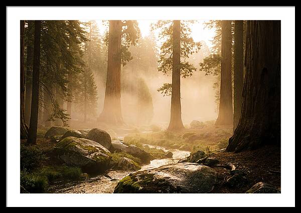 Yosemite Valley Dawn Fog