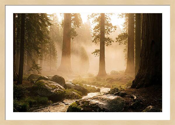 Yosemite Valley Dawn Fog