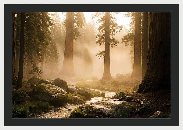 Yosemite Valley Dawn Fog