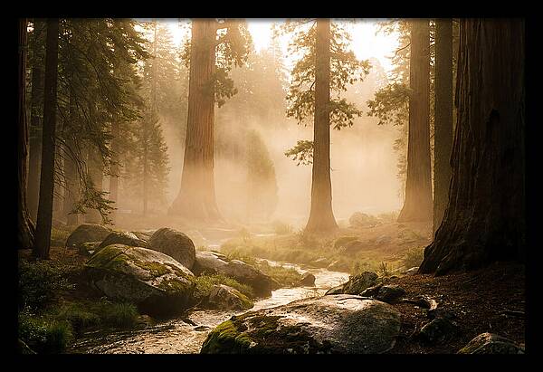 Yosemite Valley Dawn Fog