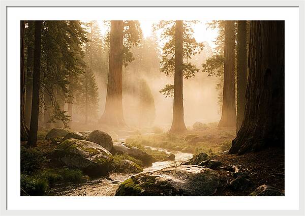 Yosemite Valley Dawn Fog