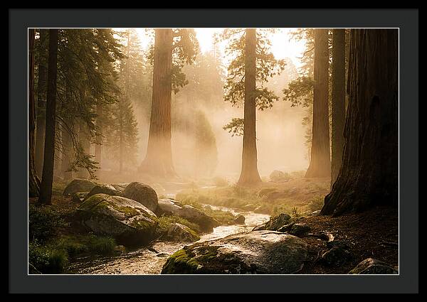 Yosemite Valley Dawn Fog