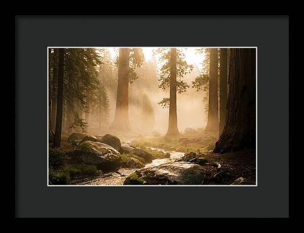 Yosemite Valley Dawn Fog
