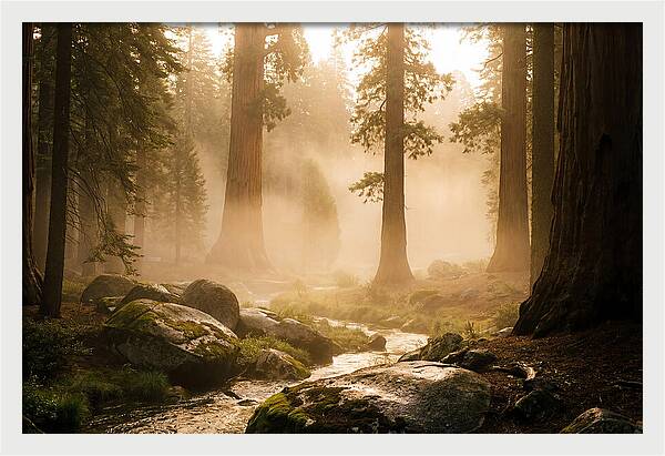 Yosemite Valley Dawn Fog