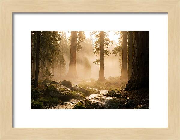 Yosemite Valley Dawn Fog