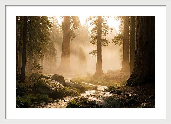 Yosemite Valley Dawn Fog