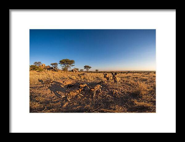 Young African Wild Dogs At Play