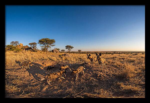 Young African Wild Dogs At Play