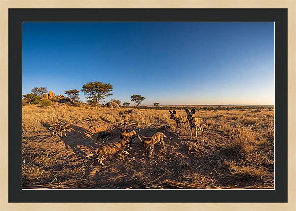Young African Wild Dogs At Play