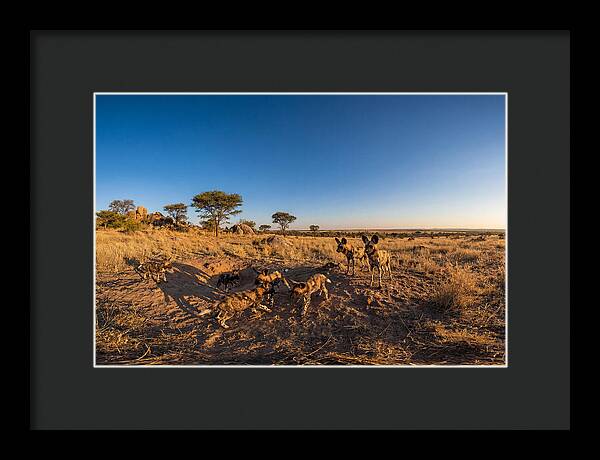 Young African Wild Dogs At Play