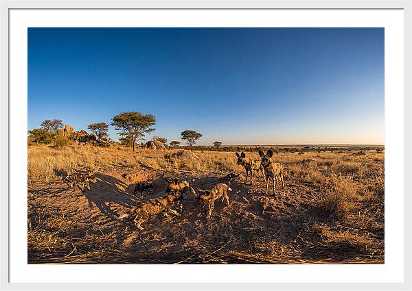 Young African Wild Dogs At Play
