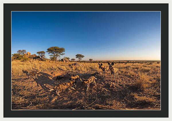Young African Wild Dogs At Play