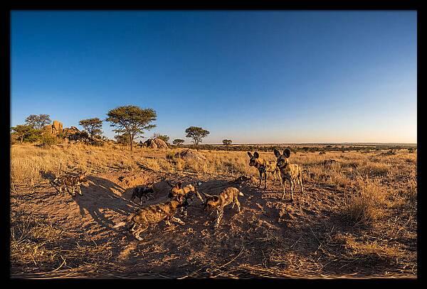 Young African Wild Dogs At Play