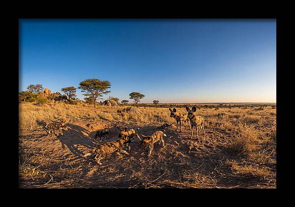 Young African Wild Dogs At Play