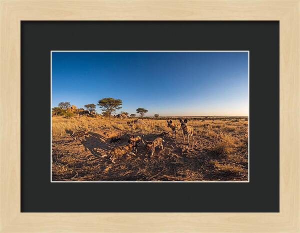 Young African Wild Dogs At Play