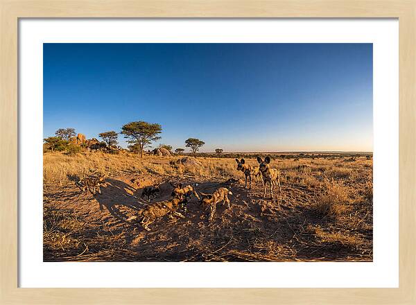 Young African Wild Dogs At Play
