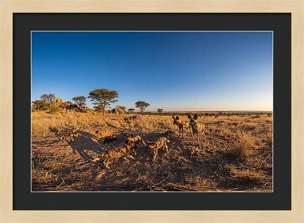 Young African Wild Dogs At Play