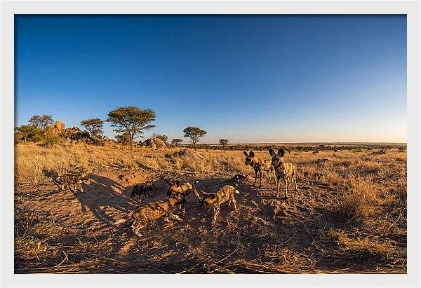 Young African Wild Dogs At Play