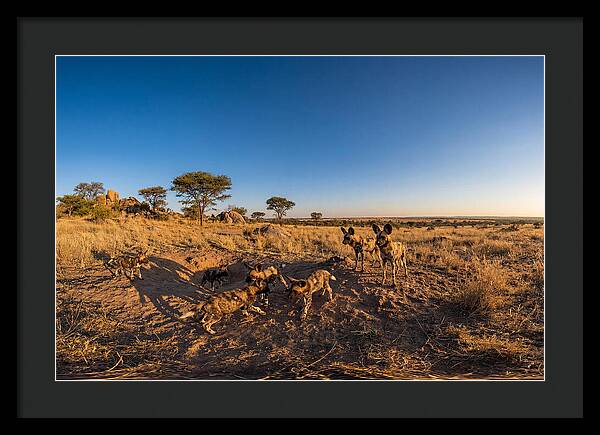 Young African Wild Dogs At Play
