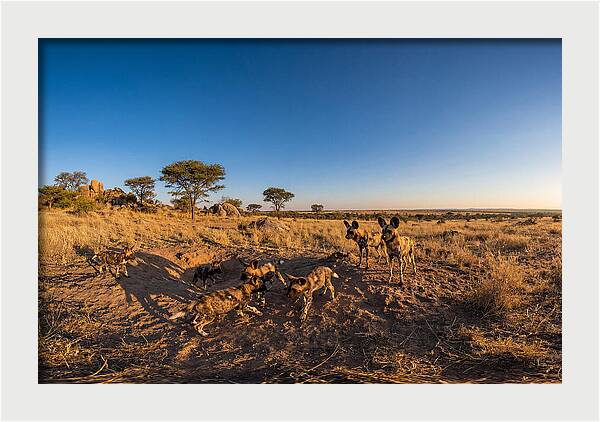 Young African Wild Dogs At Play