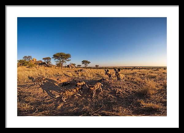 Young African Wild Dogs At Play
