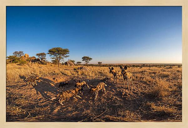 Young African Wild Dogs At Play