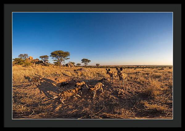 Young African Wild Dogs At Play