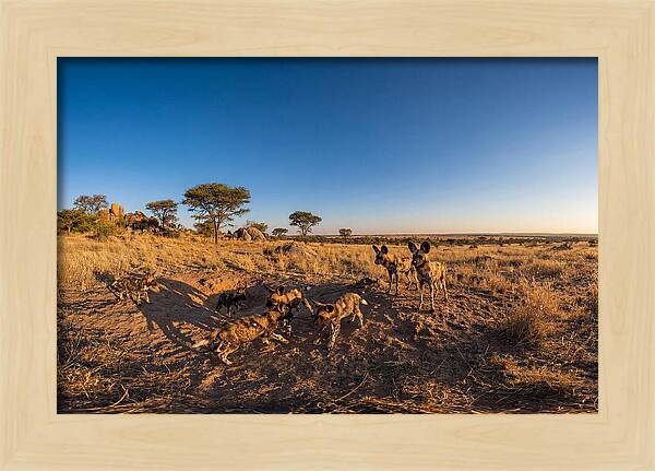 Young African Wild Dogs At Play