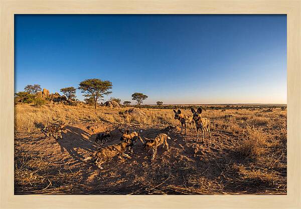 Young African Wild Dogs At Play