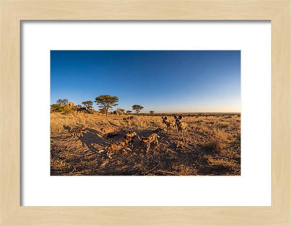 Young African Wild Dogs At Play