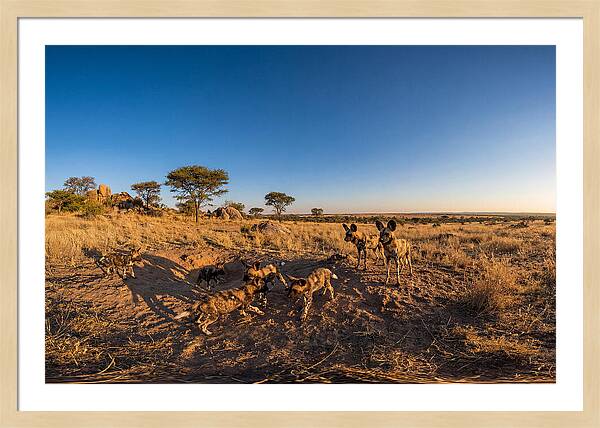 Young African Wild Dogs At Play