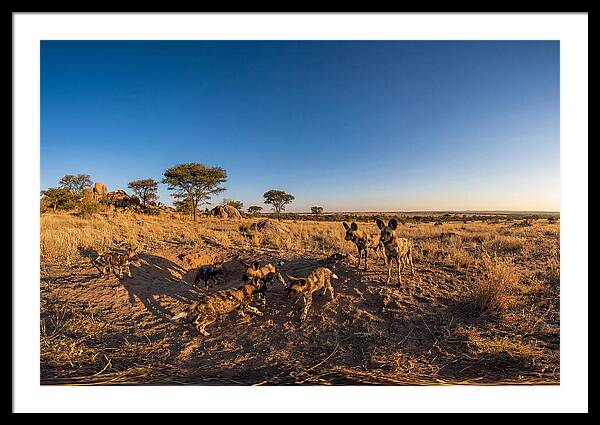 Young African Wild Dogs At Play